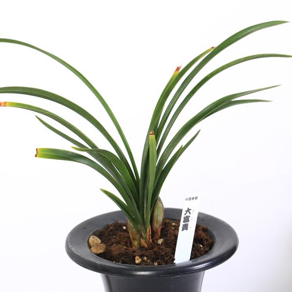 古典園芸植物：中国春蘭 「大富貴」(だいふうき)*ちゅうごくしゅんらん