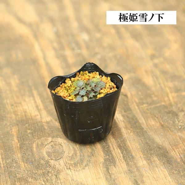 苗：山野草 雪の下 * 各種 品種お選びください ユキノシタ ゆきのした