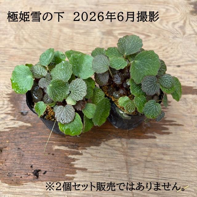 苗：山野草 雪の下 * 各種 品種お選びください ユキノシタ ゆきのした