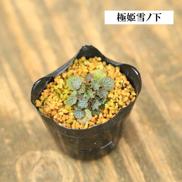 苗：山野草 雪の下 * 各種 品種お選びください ユキノシタ ゆきのした
