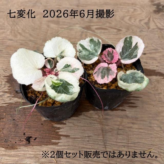 苗：山野草 雪の下 * 各種 品種お選びください ユキノシタ ゆきのした