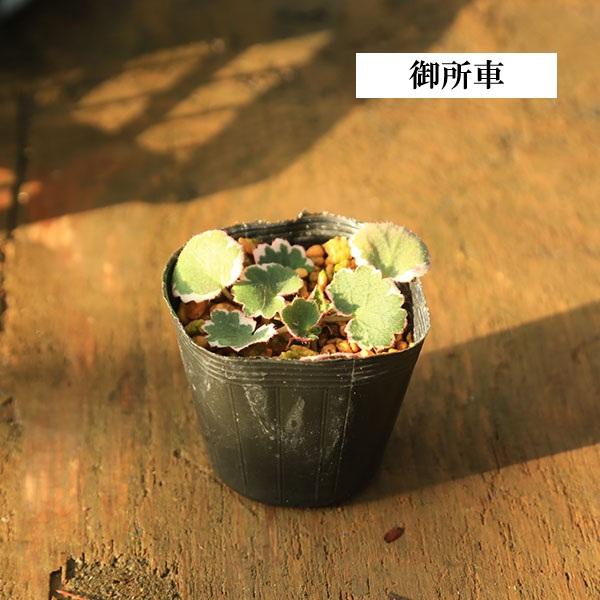 苗：山野草 雪の下 * 各種 品種お選びください ユキノシタ ゆきのした