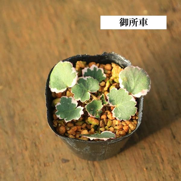 苗：山野草 雪の下 * 各種 品種お選びください ユキノシタ ゆきのした