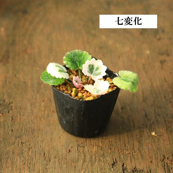 苗：山野草 雪の下 * 各種 品種お選びください ユキノシタ ゆきのした
