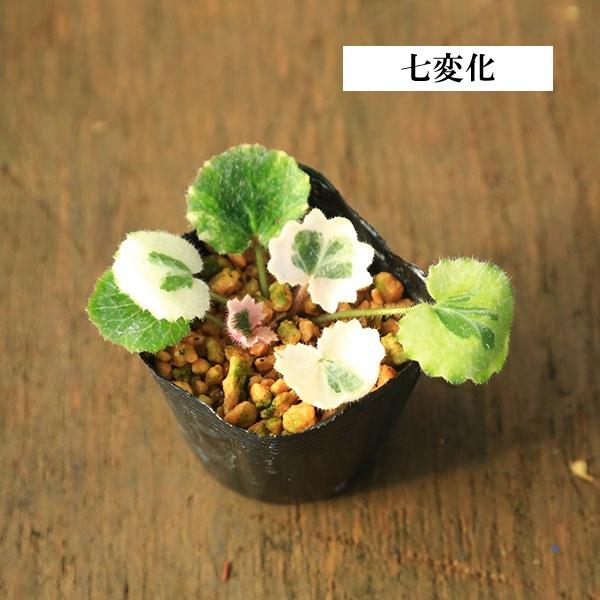 苗：山野草 雪の下 * 各種 品種お選びください ユキノシタ ゆきのした