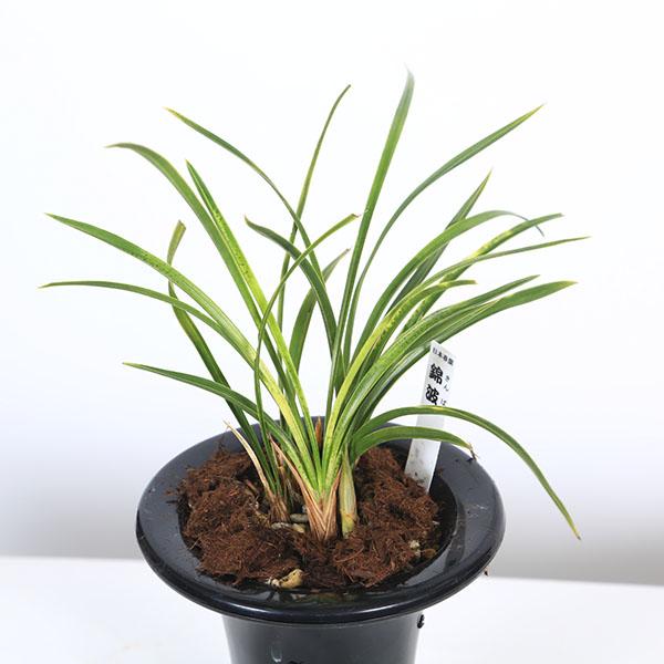 古典園芸植物：日本春蘭「錦波」(きんぱ)*にほんしゅんらん : 遊恵盆栽