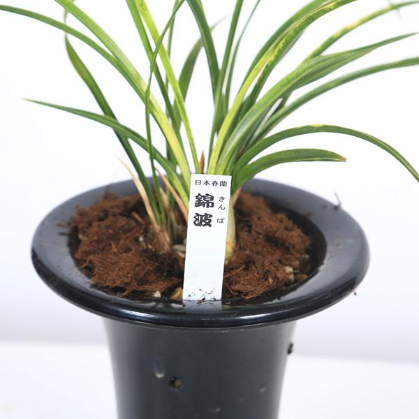 古典園芸植物：日本春蘭「錦波」(きんぱ)*にほんしゅんらん : 遊恵盆栽