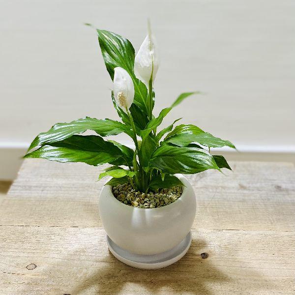 鉢色選べる おしゃれ 観葉植物 スパティフィラム モダン鉢植え 受皿付 スパッティ お花終わりました 6238v 遊恵盆栽 Yahoo 店 通販 Yahoo ショッピング