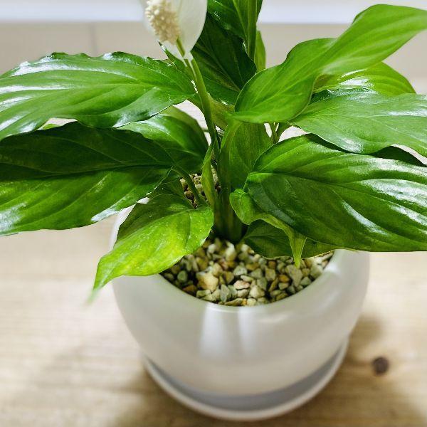 鉢色選べる おしゃれ 観葉植物 スパティフィラム モダン鉢植え 受皿付 スパッティ お花終わりました 6238v 遊恵盆栽 Yahoo 店 通販 Yahoo ショッピング