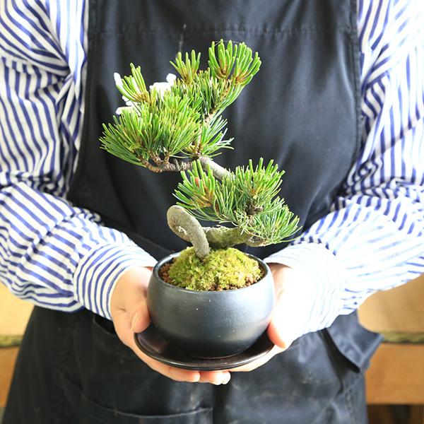 小品盆栽:五葉松(瀬戸焼小鉢)*受け皿付き 鉢植え祝い ギフト 小品盆栽:五葉松(瀬戸焼小鉢)*受け皿付き 鉢植え祝い ギフト