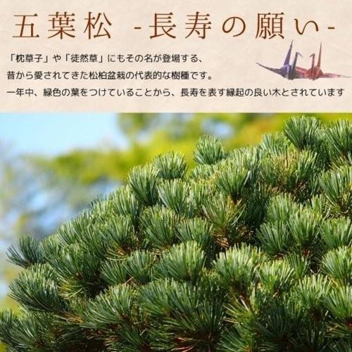 小品盆栽:五葉松(瀬戸焼小鉢)*受け皿付き 鉢植え祝い ギフト 小品盆栽:五葉松(瀬戸焼小鉢)*受け皿付き 鉢植え祝い ギフト