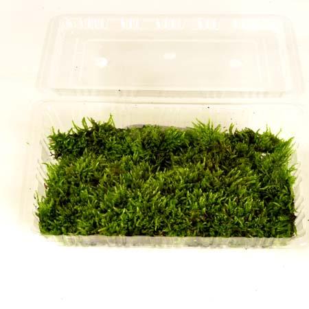 盆栽用：はい苔 パック入り（ハイゴケ） : 遊恵盆栽 Yahoo!店 - 通販