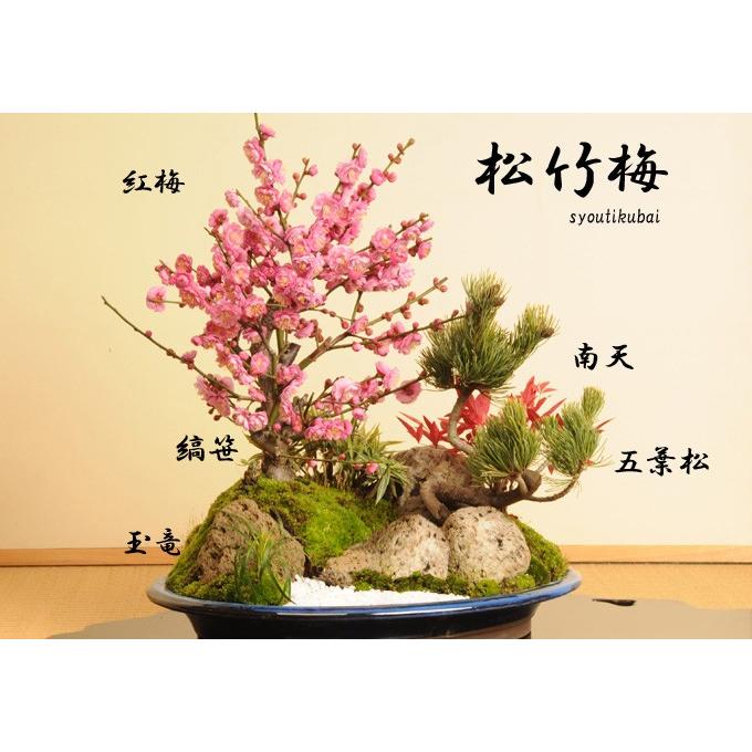 迎春：特大松竹梅*鶴付き 花色選べる＜2026年早春開花予定＞会社 玄関