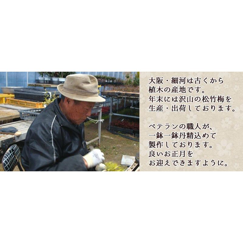 迎春：特大松竹梅*鶴付き 花色選べる（2026年開花終了）会社 玄関 門松