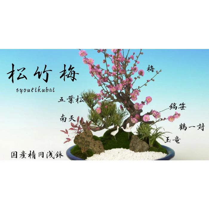 迎春：松竹梅(楕円浅鉢)*鶴付き 花色選べる（2026年開花終了）送料無料