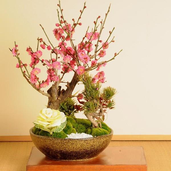 迎春：松竹梅(信楽焼鉢)*花色選べる（2026年開花終了）縁起 賀正