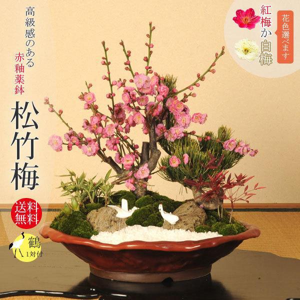迎春：松竹梅(変形赤釉薬鉢)* 花色選べる（2026年開花終了）鶴付き