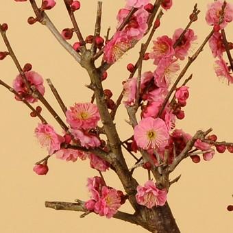 迎春:松竹梅(変形赤釉薬鉢)* 花色選べる(2025年早春開花予定 迎春:松竹梅(変形赤釉薬鉢)* 花色選べる(2025年早春開花予定