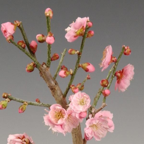 苔玉：梅・笹・南天*（受け皿付）令和 万葉 集 迎春 ＜2024年早春開花予定＞bonsai｜y-bonsai｜03
