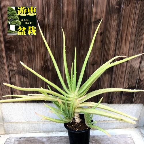 多肉植物 アロエ ベラ錦 葉幅55ｃｍ 現品 一品限り 下葉に日焼けあり 15 遊恵盆栽 Yahoo 店 通販 Yahoo ショッピング
