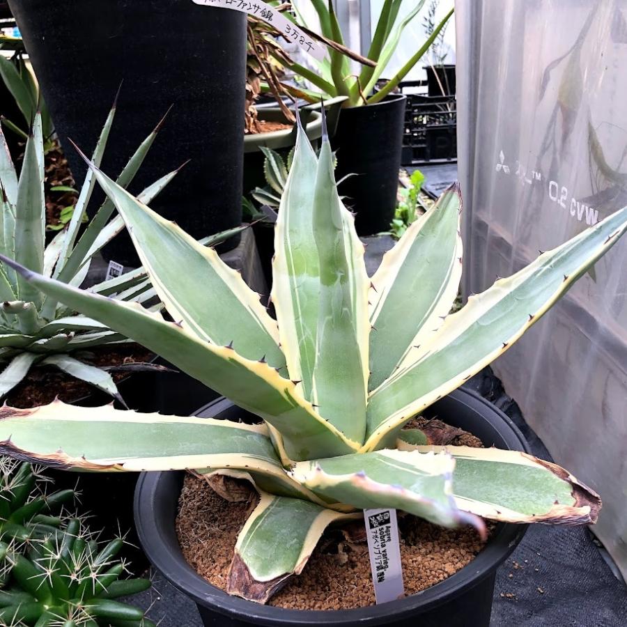 多肉植物：アガベ ソブリア錦 覆輪*幅50cm 現品！一品限り ※葉に傷み