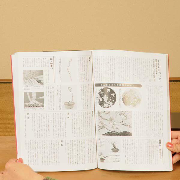 本　盆栽小鉢図鑑　小品盆栽を楽しむ 月刊「近代盆栽」2025年10月号 | 盆栽、盆栽書籍、盆栽鉢の通販│近代出版