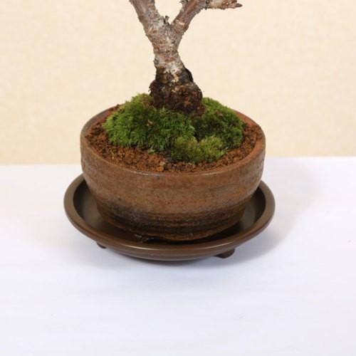 盆栽受け皿：足付丸型 4.5号*資材 : 遊恵盆栽 Yahoo!店 - 通販 - Yahoo