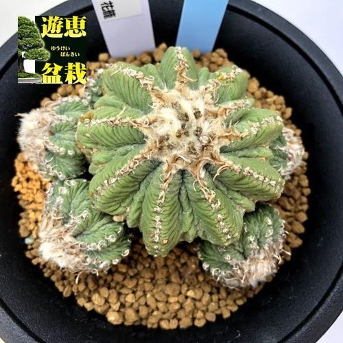 アズテキウム【花籠】③サボテン サボテン：アズテキウム 花籠*幅7.5cm 現品！一品限り : 遊恵盆栽