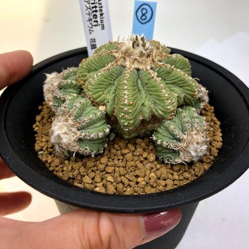 サボテン：アズテキウム 花籠*幅7.5cm 現品！一品限り : 9104 : 遊恵 