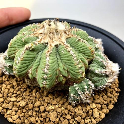 サボテン：アズテキウム 花籠*幅7.5cm 現品！一品限り : 遊恵盆栽