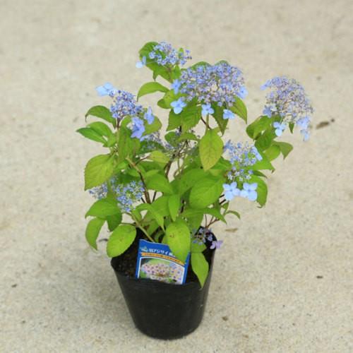 アジサイ　苗　各種　バラやアジサイのお庭に♡ 鉢花 庭木苗・植木苗：山アジサイ（やまあじさい）（横浪の月）よ