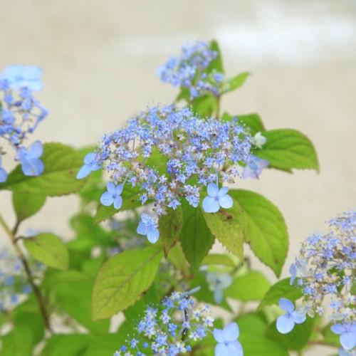 鉢花 庭木苗・植木苗：山アジサイ（やまあじさい）（横浪の月）よ