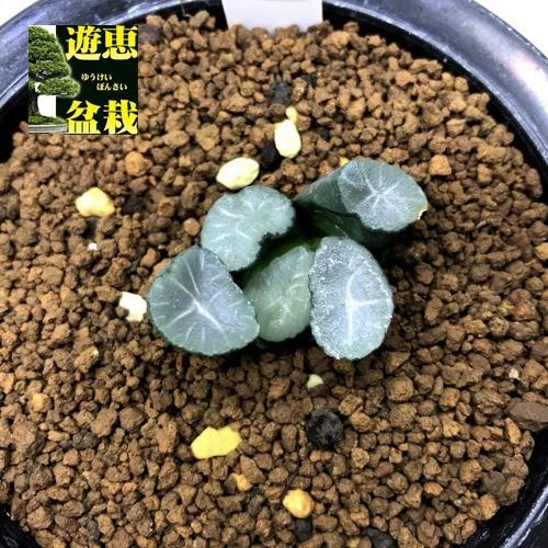 多肉植物 ハオルチア 万象 金子氏巨大稲妻 幅4ｃｍ 現品 一品限り 9266v 遊恵盆栽 Yahoo 店 通販 Yahoo ショッピング