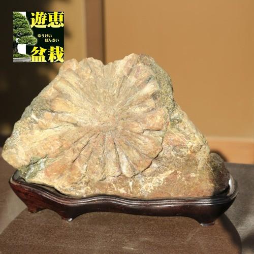 水石：菊花石現品*資材　きっか