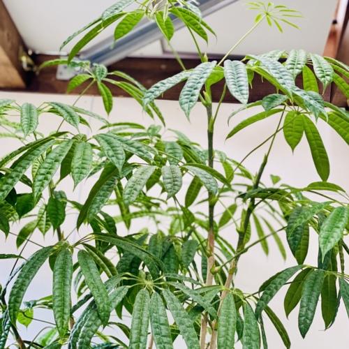 おしゃれ 観葉植物：シェフレラ スターシャイン*プラポット 佐川急便