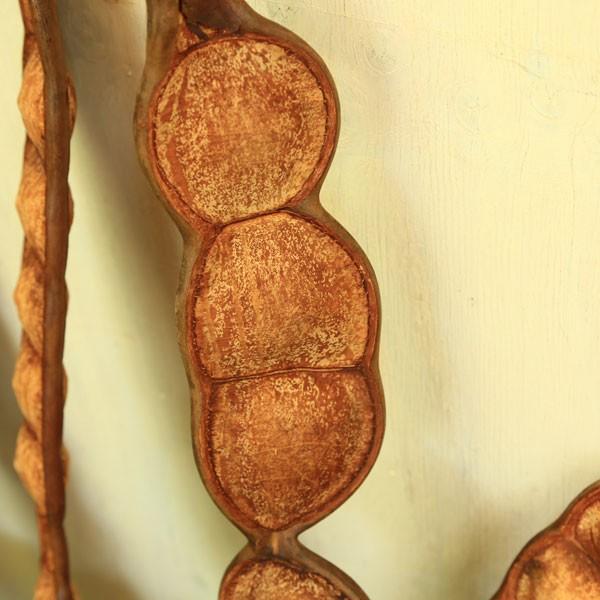 雑貨 インテリア：モダマ*藻玉 幸福の豆 ラッキービーンズ 現品選べ