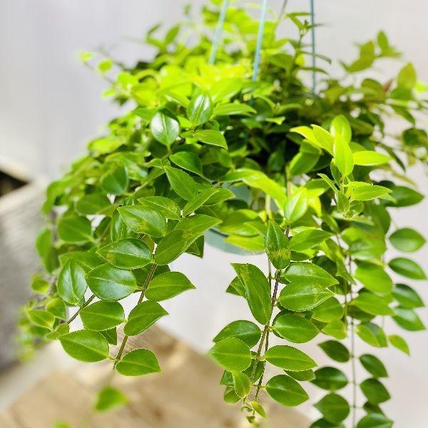 おしゃれ 観葉植物：エスキナンサス モナリザ*吊り鉢 : 遊恵盆栽 Yahoo