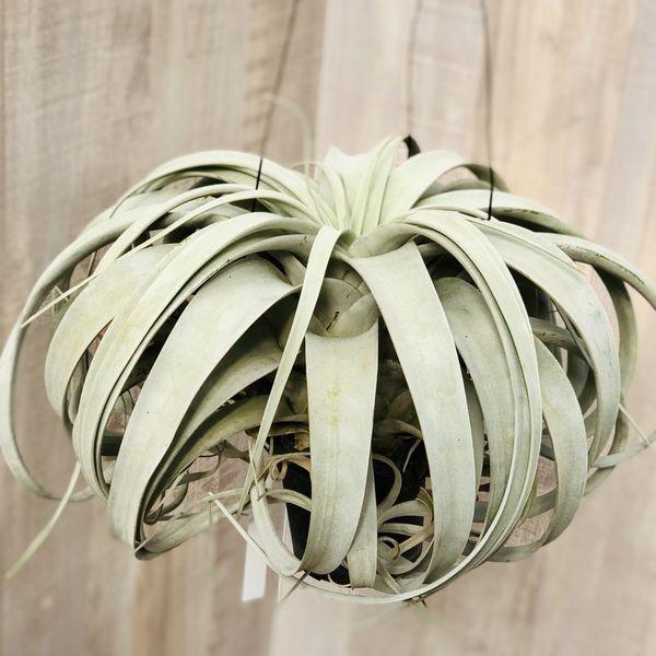 観葉植物：チランジア エアープランツ キセログラフィカ*特大 現品 1番