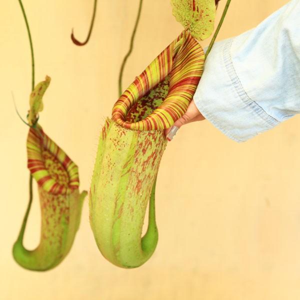観葉植物 おしゃれ 食虫植物：ウツボカズラ ネペンテス ダイエリアナ