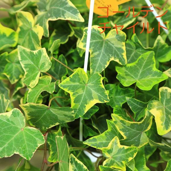 観葉植物 おしゃれ アイビー ヘデラ吊り鉢 品種選べます F0286 遊恵盆栽 Yahoo 店 通販 Yahoo ショッピング