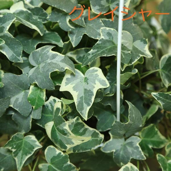 観葉植物 おしゃれ アイビー ヘデラ吊り鉢 品種選べます F0286 遊恵盆栽 Yahoo 店 通販 Yahoo ショッピング