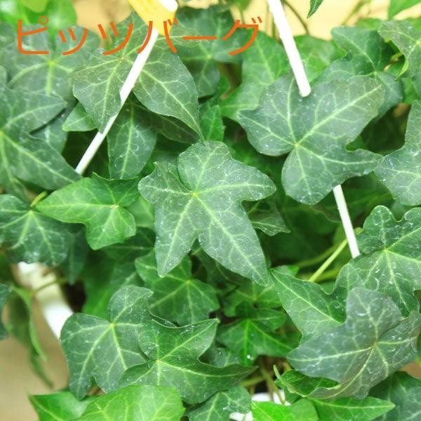 観葉植物 おしゃれ アイビー ヘデラ吊り鉢 品種選べます F0286 遊恵盆栽 Yahoo 店 通販 Yahoo ショッピング
