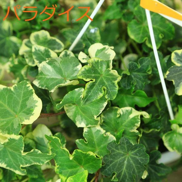 観葉植物 おしゃれ アイビー ヘデラ吊り鉢 品種選べます F0286 遊恵盆栽 Yahoo 店 通販 Yahoo ショッピング