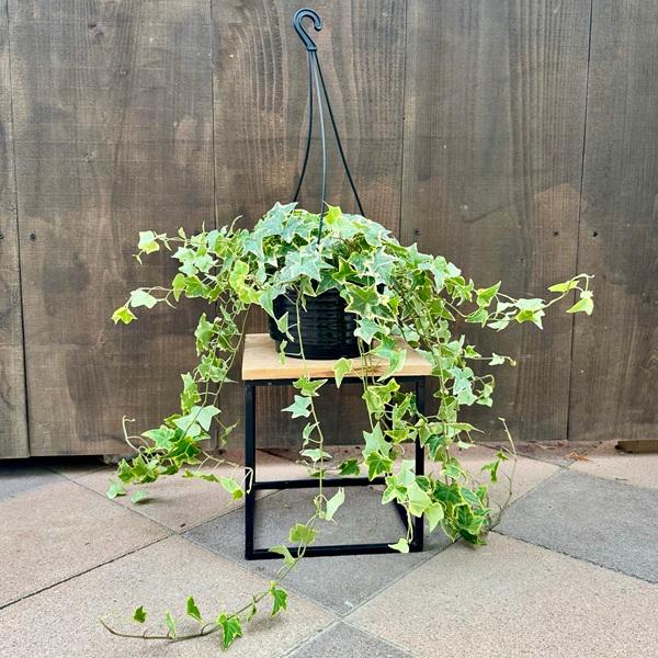 観葉植物 おしゃれ：アイビー ヘデラ吊り鉢*品種選べます【鉢色黒か白