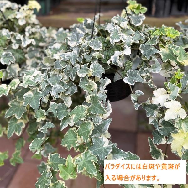 観葉植物 おしゃれ：アイビー ヘデラ吊り鉢*品種選べます【鉢色黒か白