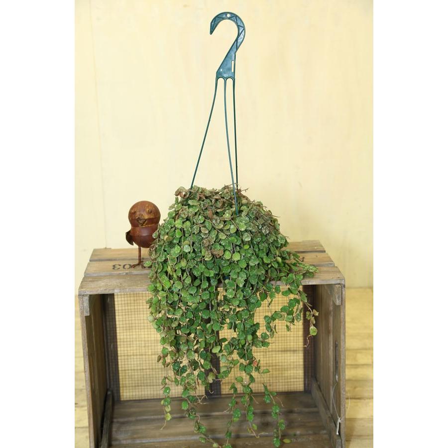 ＊いぶきさま＊お取り置き 　ホヤ　カーティシー　観葉植物 いぶきさま＊お取り置き ホヤ カーティシー 観葉植物 いぶきさま＊お