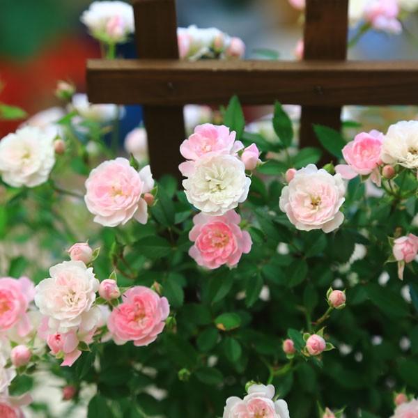 庭木 植木 つるバラ 舞姫 F0342 W 遊恵盆栽 Yahoo 店 通販 Yahoo ショッピング