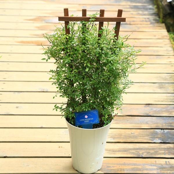 庭木 植木 つるバラ 舞姫 F0342 W 遊恵盆栽 Yahoo 店 通販 Yahoo ショッピング