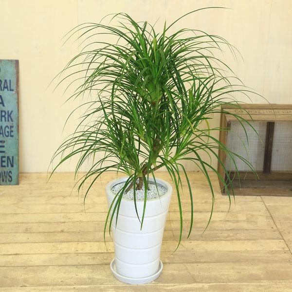 観葉植物 おしゃれ：とげあり姫タコノキ (蛸の木) *パンダナス 陶器鉢