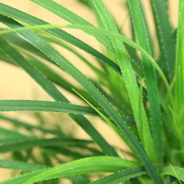 観葉植物 おしゃれ：とげあり姫タコノキ (蛸の木) *パンダナス 陶器鉢